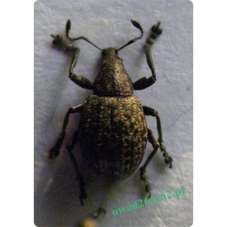 Liophloeus tessulatus (Müller, 1776) Oskardzik korzeniowy